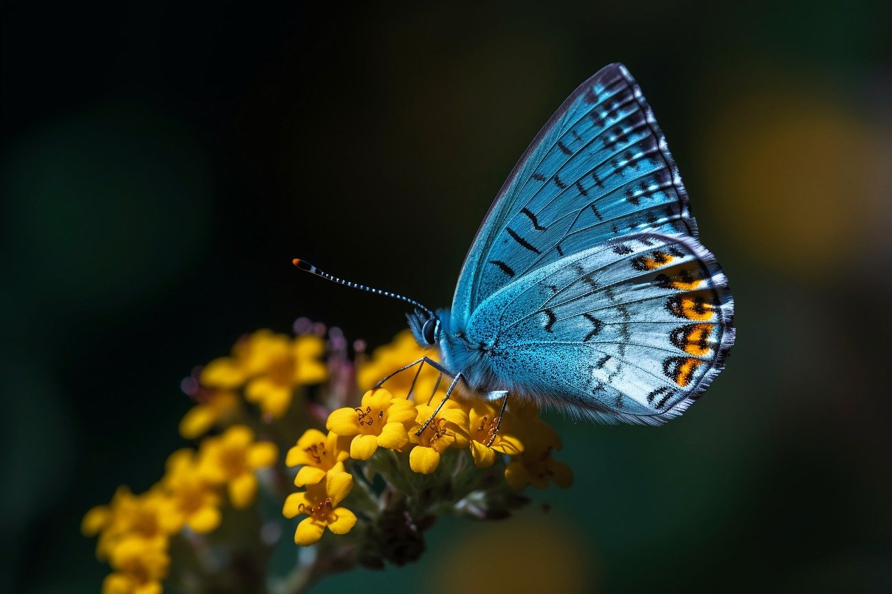 5 Conseils pour un Jardin Écologique et Productif
